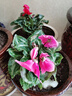 若綠仙客來盆栽帶花苞室內(nèi)花卉迎客來好養(yǎng)兔耳朵綠植觀物源頭直發(fā)包郵 仙客來/紅色（帶花苞發(fā)貨） 曬單實拍圖
