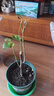 稀有三角梅新品四季開(kāi)花幼苗盆栽陽(yáng)臺好養花 印度畫(huà)報【包對版成活+肥料】 八年生枝條扦插成活【花開(kāi)滿(mǎn)樹(shù)】 曬單實(shí)拍圖