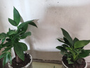 綠有意金鉆盆栽植物水培綠植花卉多肉辦公室內去吸除甲醛鉑金鉆綠公主 【2盆】金鉆+發(fā)財樹(shù)(早安盆) 含盆 曬單實(shí)拍圖