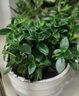 意軒金魚花吊蘭杜鵑花盆栽花卉室內(nèi)綠植辦公室盆栽盆景綠色植物吊蘭 金魚吊蘭【陶瓷盆豎紋】 曬單實拍圖