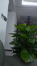 愛(ài)優(yōu)尚大葉綠蘿柱盆栽客廳大型綠植辦公室內除甲醛凈化空氣綠籮源頭直發(fā) 曬單實(shí)拍圖
