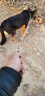 不銹鋼狗鏈子大型犬中型犬中型犬小型犬鐵鏈項圈牽引繩防咬狗繩拴狗鏈子 4mm絲粗（60-80斤內） 2米 曬單實(shí)拍圖