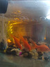 三色錦鯉魚(yú)活體觀(guān)賞魚(yú)活魚(yú)小型大型易養冷水淡水魚(yú)錦鯉易活金魚(yú) 3-5CM冷水鸚鵡一條 曬單實(shí)拍圖