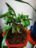 行湘茶花苗盆栽山茶花綠植花卉/五色赤丹約40-50CM高 不含盆 源頭直發(fā) 曬單實(shí)拍圖