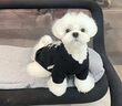 JCZS狗狗衣服2025新款黑色克羅心秋冬加絨馬爾濟斯泰迪小型犬寵物衛衣 克羅心黑色加絨衛衣 XS【建議1-2斤】 曬單實(shí)拍圖