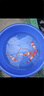 欣錦寵錦鯉活體日本純種昭和白寫觀賞魚進(jìn)口精品錦鯉活魚淡水魚苗冷水魚 紅白錦鯉 25-30cm 曬單實(shí)拍圖