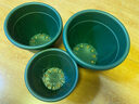 綠園匠花盆種菜盆加侖加厚塑料樹(shù)脂盆綠蘿花卉植物月季大號帶托盤(pán)3個(gè)裝 曬單實(shí)拍圖