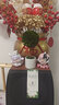 馨顏植永生黃楊綠植辦公室內(nèi)客廳陽(yáng)臺(tái)桌面植物好養(yǎng)懶人花卉盆栽擺件盆景 【店長(zhǎng)主推】迷你白盆+帶盆栽好15*8cm 曬單實(shí)拍圖