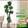 臨雅鴨腳木客廳綠植物高級感八方來(lái)財大型鴨掌木盆栽1.5m含盆源頭直發(fā) 曬單實(shí)拍圖
