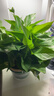 雙盟綠蘿盆栽除甲醛花卉綠植辦公室新房?jì)艋諝?80加侖2盆裝源頭直發(fā) 曬單實(shí)拍圖