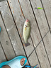 DAIWA達億瓦 2019新款 BASS X Y 路亞竿 路亞釣魚(yú)竿碳素 路亞遠投釣竿 釣竿 漁竿 682MLS.Y（2.03米中軟調直柄） 曬單實(shí)拍圖