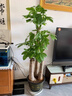 雅致1.8-2m三桿發(fā)財樹(shù)大型盆栽客廳綠植室內辦公室步步高升源頭直發(fā) 曬單實(shí)拍圖