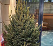 真圣誕樹(shù)真樹(shù)盆栽真正的圣誕樹(shù)香松樹(shù)挪威云杉樹(shù)苗鮮活的室內綠植 1.8-2米高圣誕樹(shù)真樹(shù)+盆+裝飾 【精品樹(shù)形】 曬單實(shí)拍圖