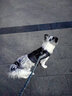 MOEPIE德牧大狗K9戶外胸背帶2025狗背帶大型犬金毛杜賓拉布拉多牽引繩 黑色 M碼（胸圍60-80cm） 曬單實拍圖