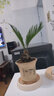 意軒大鐵樹盆景 鐵樹苗 蘇鐵 鐵樹苗植物盆栽蘇鐵苗大鐵樹庭院陽臺 球直徑5厘米 曬單實拍圖