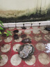 海豚龜糧烏龜飼料大龜 巴西龜鱷龜通用顆粒 高鈣石龜飼料黃緣龜糧幼龜 2.5kg高鈣龜糧/加大粒/成龜用 曬單實(shí)拍圖