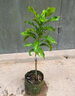 【帶營(yíng)養杯發(fā)貨】冬蜜黃晶果樹(shù)果苗盆栽四季種植苗當年結果嫁接苗 黃晶果6號 高度(40-50cm)嫁接苗 杯苗發(fā)貨 曬單實(shí)拍圖
