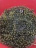 海葡萄泡發(fā)即食兒童新鮮鹽漬裙帶菜綠色魚子醬海藻涼拌壽司食材 新鮮海葡萄【100g*2】送芥末醬油 曬單實拍圖
