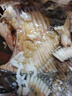 賣(mài)魚(yú)七郎 多寶魚(yú)凈重2.1斤共3條裝 海捕鮮活冷凍比目魚(yú)鰈魚(yú) 生鮮水產(chǎn)魚(yú)類(lèi) 曬單實(shí)拍圖