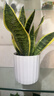 虎尾蘭金邊虎皮蘭室內客廳凈化空氣吸甲醛花卉盆栽花卉綠植植物 金邊虎皮蘭25-30cm3株+小白豎紋瓷盆 曬單實(shí)拍圖