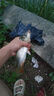 釣魚(yú)王大物線(xiàn)組升級版手工綁好主線(xiàn)組成品套裝釣魚(yú)配件 工匠心主線(xiàn)組升級款3.9M-0.8# 曬單實(shí)拍圖