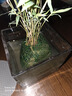 翡翠觀(guān)音竹米竹苔蘚球水培款培造景盆栽綠植花卉植物水培植物水養 苔蘚球翡翠觀(guān)音竹10根【25cm高】 曬單實(shí)拍圖