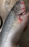 鮮活沖浪河鱸魚(yú)400-500g/條 曬單實(shí)拍圖
