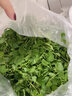 花農氏【順豐配送】草頭 上海本地農家三葉菜 新鮮蔬菜金花菜苜蓿草本地 1000g 曬單實(shí)拍圖