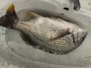 漁之源可調節地插炮臺座魚(yú)竿支架座炮臺桿架插地架竿器釣魚(yú)1個(gè)裝 曬單實(shí)拍圖