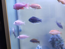 瀚幻三湖慈鯛中大型活體熱帶觀賞魚馬鯛伊巴卡藍(lán)六間非洲王子藍(lán)面財(cái)神 火焰紅8-10cm 1條 曬單實(shí)拍圖