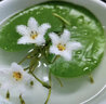 采緹（CAITI）水碗蓮一葉蓮 帶花苞睡蓮荷花大號(hào)小葉迷你水生家用睡蓮?fù)肷徎?大葉10-15公分10片 不含盆 曬單實(shí)拍圖