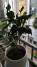 傾顏扶?；ㄅ柙灾匕晁募揪G植朱槿牡丹芙蓉花盆栽庭院花卉盆栽綠植花苗 黃色扶桑 4年苗當年開(kāi)花 曬單實(shí)拍圖