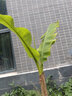 芭蕉樹苗芭蕉苗綠天扇仙庭院觀賞風(fēng)景綠化樹苗觀賞香蕉樹南方結(jié)果 5年苗 81cm(含)-110cm(含) 曬單實拍圖