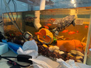 森森（SUNSUN）超白玻璃魚(yú)缸桌面客廳生態(tài)斗魚(yú)金魚(yú)烏龜缸造景懶人養(yǎng)魚(yú)水草缸 超白裸缸500x270x300mm【帶18件套】 曬單實(shí)拍圖