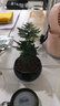 唐山矮生云竹文竹云松竹辦公室內好養綠植桌面長(cháng)青小盆栽四季常綠 正宗矮云竹+.黑陶瓷盆 曬單實(shí)拍圖