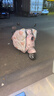 柏潮斗篷式電動(dòng)車(chē)擋風(fēng)被秋冬季款加棉加絨中厚防水電瓶車(chē)全包式擋風(fēng)被 【全身包裹+雙口袋】米晚安 曬單實(shí)拍圖