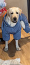 超可耐狗狗衣服加絨保暖加厚大型犬金毛邊牧泰迪秋冬裝寵物全包四腳棉衣 公狗全包加絨 30適合66-79斤 四腳棉服 曬單實(shí)拍圖