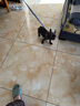 puppytie狗狗牽引繩背心式遛狗繩泰迪狗繩子調節(jié)牽引繩中小型犬胸背帶 牛仔藍-胸背+牽引繩 S-小型 建議8-16斤 曬單實拍圖