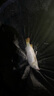 開(kāi)沃精工漁具蘭亭極翹嘴版釣竿 臺(tái)釣竿10米甩大鞭草魚(yú)竿休閑釣魚(yú)竿 10米 曬單實(shí)拍圖