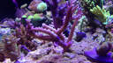 施特馳珊瑚燈海缸燈微缸燈海水燈魚缸照明水藻草日出日落海底生態(tài)燈養(yǎng)魚 海缸版(適合45*45cm)MC-95藍多色+支架 曬單實拍圖