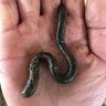 竹將活體青蚯蚓活餌鮮活特大黑蚯蚓釣黃鱔餌料臭蚯蚓釣魚(yú)昂刺誘餌 半斤蚯蚓 曬單實(shí)拍圖