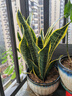 中大型金邊虎皮蘭多肉植物花卉新房辦公室虎尾蘭綠植盆栽6-8棵 虎皮蘭60-80cm高6-8棵含白菱形塑料盆送底托 曬單實(shí)拍圖