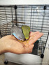 朗繽 鸚鵡活體鳥(niǎo)活物虎皮鸚鵡寵物活鳥(niǎo)玄鳳鸚鵡手養鳥(niǎo)會(huì )說(shuō)話(huà)幼鳥(niǎo)幼崽 2只（顏色備注+別墅籠+云梯+窩 曬單實(shí)拍圖