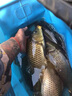 名倫巨物名倫青龍巨物魚(yú)竿6H輕量大物桿8h黑坑桿10H暴力青鱘鰱鱅臺釣手桿 4.5m 6H 19調 【黑坑綜合】 曬單實(shí)拍圖