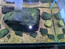 積光UFO飛碟燈F8 PRO原生藍牙版水草燈MAX熱帶雨林燈淡水燈爆藻燈96W 2個F8燈頭+C款支架 曬單實拍圖