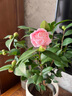 香妃茶花盆栽名貴稀有品種帶花苞濃香型樹(shù)苗烈香室外陽(yáng)臺花卉植物陽(yáng)臺植物室外花卉花卉盆栽山茶花四季開(kāi)花 香妃茶4年練手苗-高25~30cm【帶花苞】 含盆 曬單實(shí)拍圖