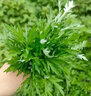 旺浦商貿(mào)艾葉靳艾草種子野生香艾草苗食用青團(tuán)大葉艾蒿青蒿種籽四季驅(qū)蚊草 藥用艾草種子2萬(wàn)粒+肥料1包 曬單實(shí)拍圖