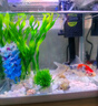 錦鯉魚(yú)活體觀(guān)賞魚(yú)活魚(yú)小型易養冷水淡水魚(yú)小魚(yú)苗錦鯉金魚(yú)好看錦鯉 10-12cm 六色錦鯉套餐6條 曬單實(shí)拍圖