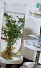 MPPMCK觀(guān)音竹 水培米竹水培魚(yú)缸玻璃瓶帶根苔蘚球植物室內禪意盆栽鳳尾 水培款30根苔蘚球翡翠觀(guān)音竹40cm 曬單實(shí)拍圖