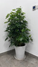 御春閣 鵝掌柴 鴨掌木 鴨腳木室內(nèi)客廳大型植物盆景花卉盆栽苗 原盆原土 1.2-1.4米高 曬單實拍圖